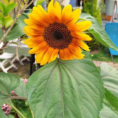 Un Deux Pieces Et Un Jardin A Villejuif Bagian luar foto