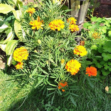 Un Deux Pieces Et Un Jardin A Villejuif Bagian luar foto