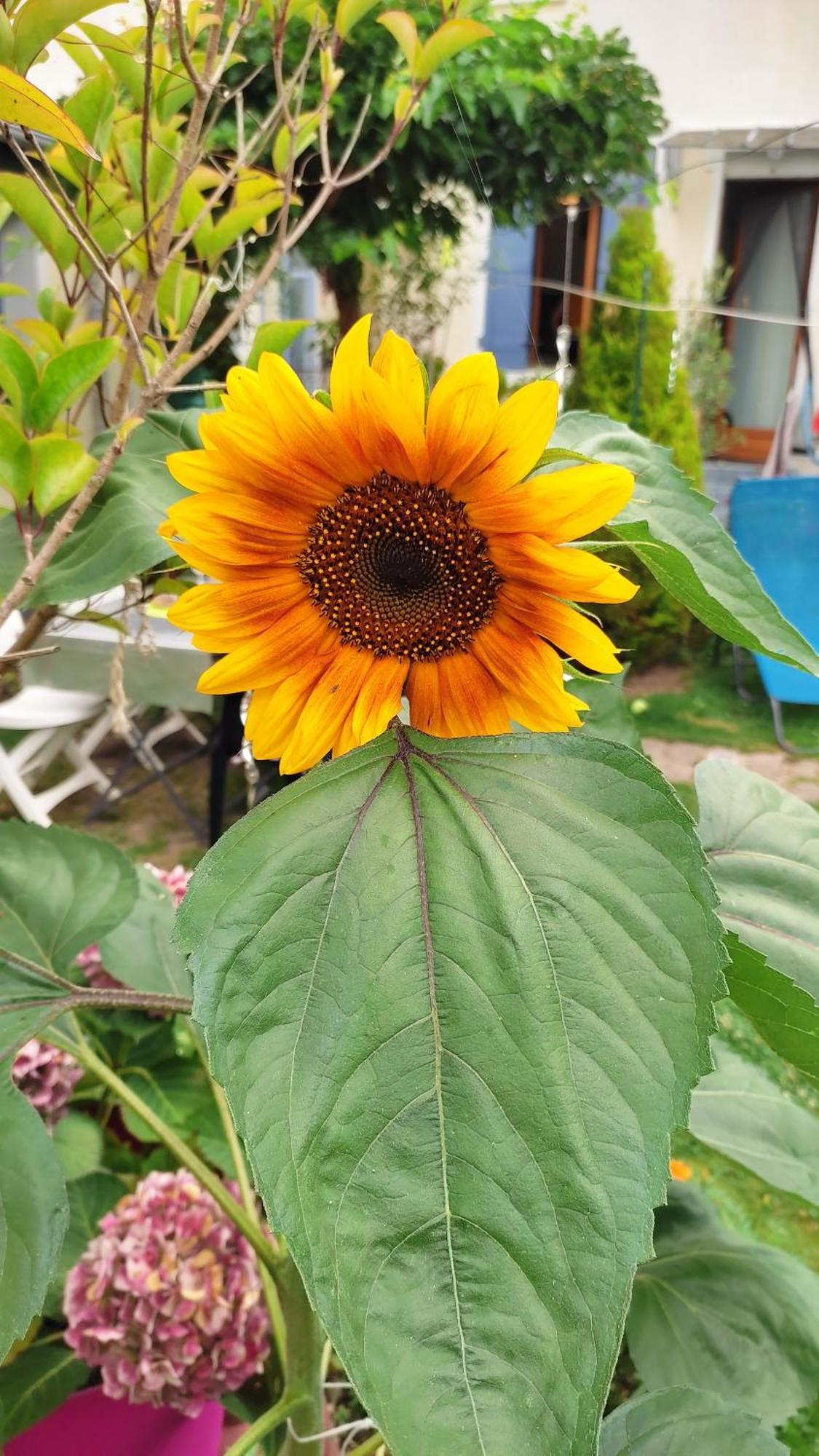 Un Deux Pieces Et Un Jardin A Villejuif Bagian luar foto
